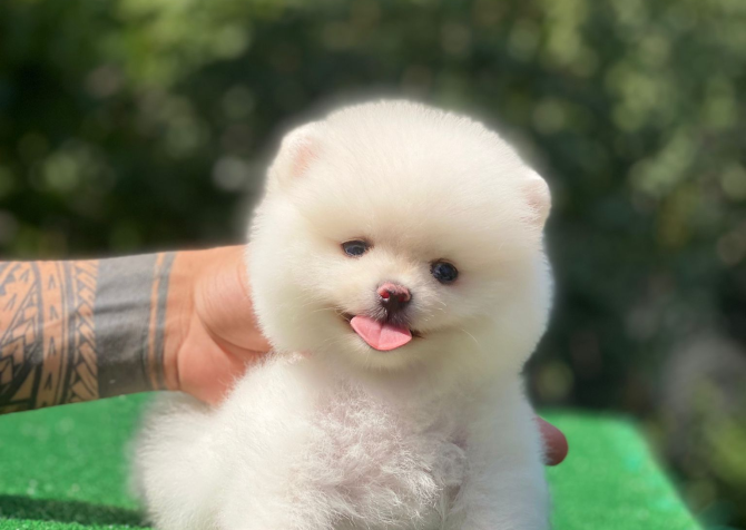 Pofuduk pomeranian bebekler